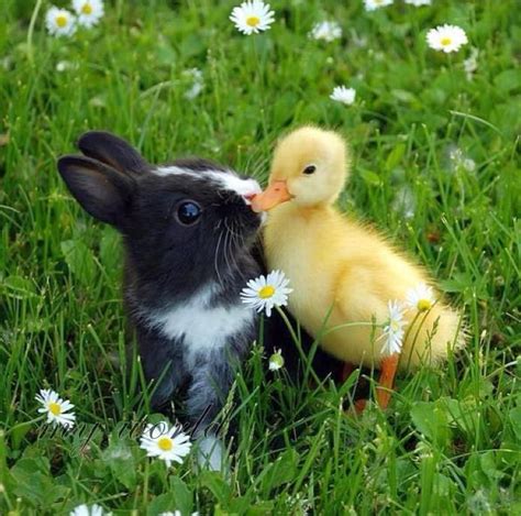 51 Best Images About Ducks Duckling Birds Ducklings