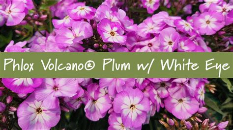Phlox Volcano® Plum With White Eye At Prides Corner Farms Youtube