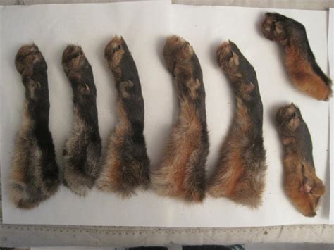 Fox Feet Sold Far Left Of First Image By Over My Canine On Deviantart