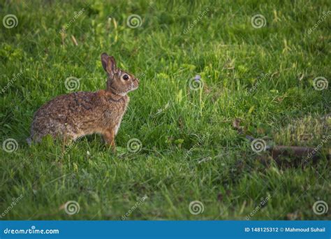 Backyard Spring Bunny In Grass Stock Photo Image Of Landscape