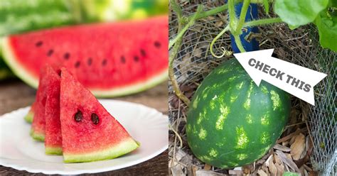 Easy Tips To Determine When A Watermelon Is Ripe On The Vine