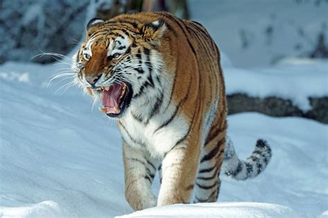 Siberian Tiger Panthera Tigris Altaica