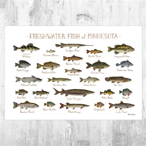 Minnesota Freshwater Fish Field Guide Art Print Fish Nature Study