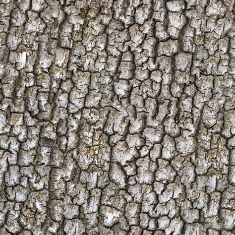 Seamless Trunk Tree Texture — Stock Photo © Varuna 73031967