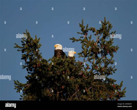 Two Adult Bald Eagles Haliaeetus Leucocephalus Sitting On A Nest At The Top Of An Evergreen