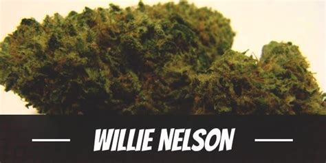 Willie Nelson Weed Strain Review And Information