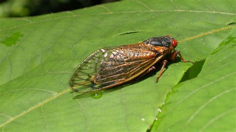 Total Invasion Swarm Of 17 Year Cicadas Projected To Emerge In Virginia This Year