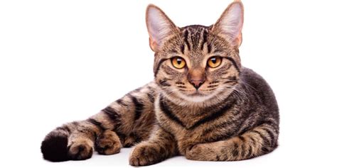 160 Gestreepte Kattennamen Ideeën Voor Je Nieuwe Huisdier De Buitenkat
