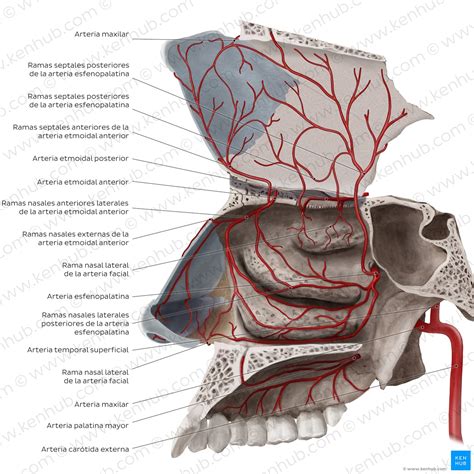 colgante Dramaturgo tomar el pelo cavidad nasal anatomía Corchete Se