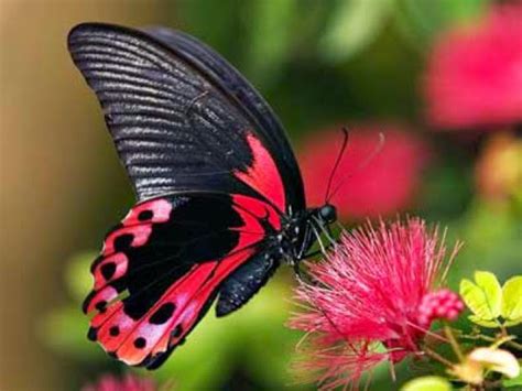 Animasi bergerak kupu kupu cantik animasi kupu kupu sumber : Tugas Pak Soeharno: Kupu-Kupu dan Bunga Kembang Sepatu