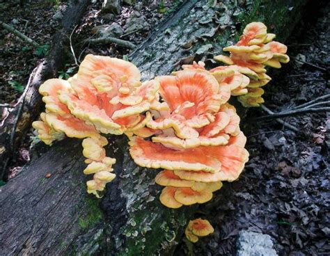 Discover Nature Hunting Fall Mushrooms