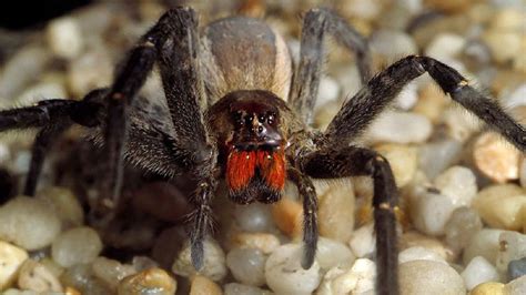 They are vigilant species that is ready all the time to. World's most venomous spider | London - ITV News