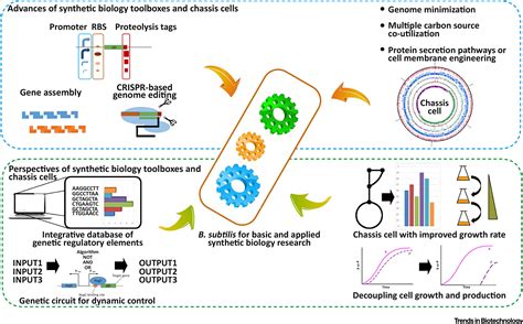 Synthetic Biology Toolbox And Chassis Development In Bacillus Subtilis Trends In Biotechnology