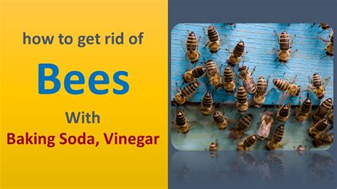 How To Get Rid Of Bees With Baking Soda And Vinegar Youtube