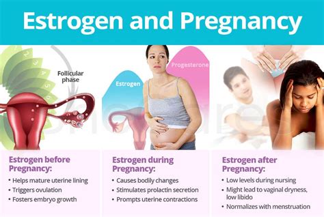 During Pregnancy Estrogen And Other Hormones Take Full Charge Of Helping The Body Adjust To Its
