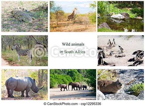 African Wild Animals Collage Fauna Diversity In Kruger Park Natural