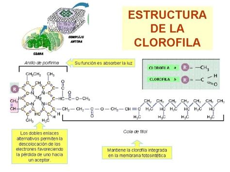 Estructura de la clorofila y su función La Verdad Noticias