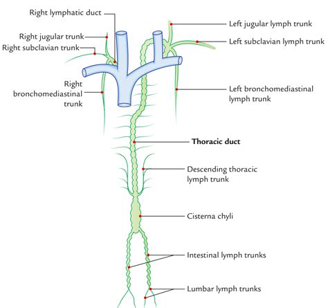 Lymph From The Entire Body Drains Into Thoracic Duct Except Best