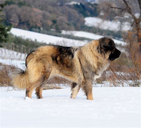 Siberian Bear Hunting Dog