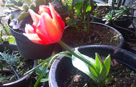 Cara Menanam Bunga Tulip di Indonesia [Pengalaman Pribadi + Pict ...