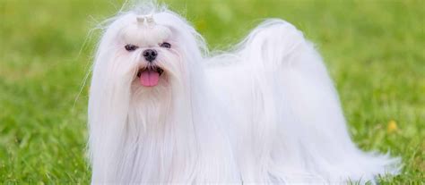 Fill your cart with color · top brands · make money when you sell How Much Do A Maltese Puppy Cost - Puppy And Pets