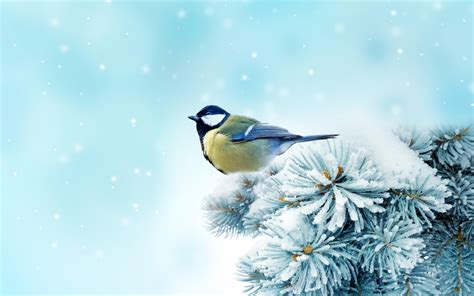 Snow Bird Wallpaper 2560x1600 75075