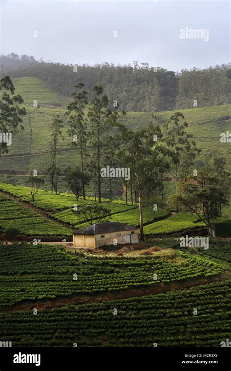 Tea Plantation Near Nuwara Eliya Hill Country Central Province Sri