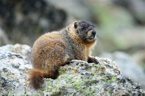 Yellow Bellied Marmot In Rocky Mountain National Park Rocky Mountain