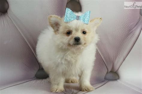 Blanco Poma Poo Pomapoo Puppy For Sale Near Fort Wayne Indiana