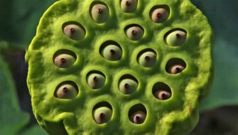 Do You Have Trypophobia The Fear You Might Not Realize Youre