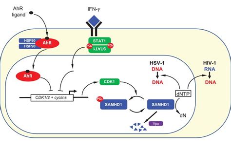 The Aryl Hydrocarbon Receptor And Interferon Gamma Generate Antiviral