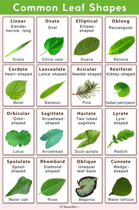 Different Types Of Leaves With Names And Pictures Flowers Name In
