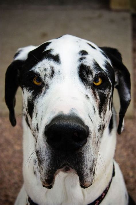 White Great Dane Dog Breed Information Pettime