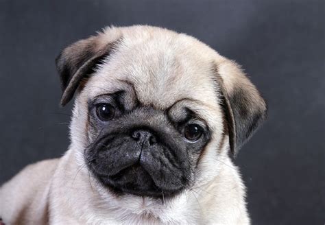 Pug Wallpaper Screensaver Background Cute Pug Puppy Pug Puppies For