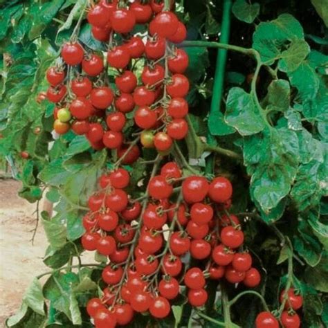 Jual Isi Biji Benih Bibit Tomat Mutiara Perl Tomato Unggul Lokal Di