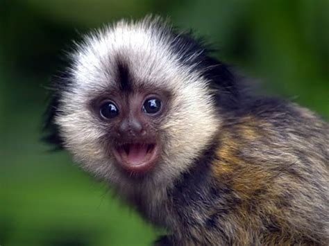 Best Wallpaper Cute Baby Monkeys