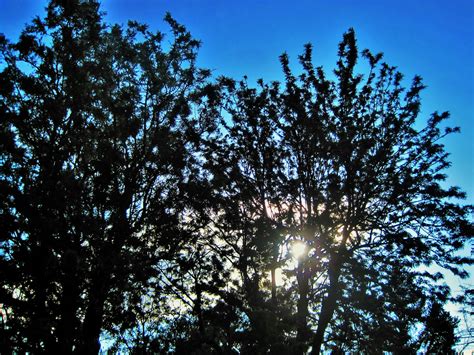 Free Images Tree Nature Forest Branch Light Sky Sun Sunlight