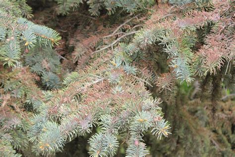 Why Is My Evergreen Turning Brown And Losing Needles Gardening At