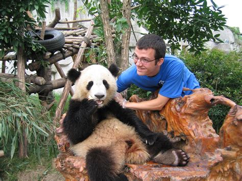 Take Photo With Giant Panda Dujiangyan Panda Base Pictures Easy Tour