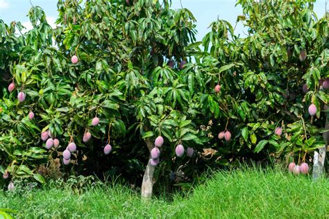 Facts About The Mango Tree Description Types And Uses Dengarden