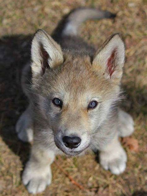 Baby Wolf So Cute Lobo Bebê Filhote De Lobo Animais Bebês