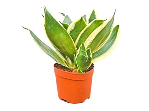 Buy Small Snake Plant Dwarf Sansevieria Cactus And Succulents