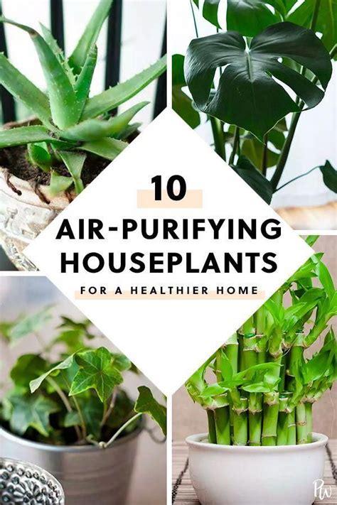 The 10 Best Air Purifying Plants For Your Home Best Air Purifying