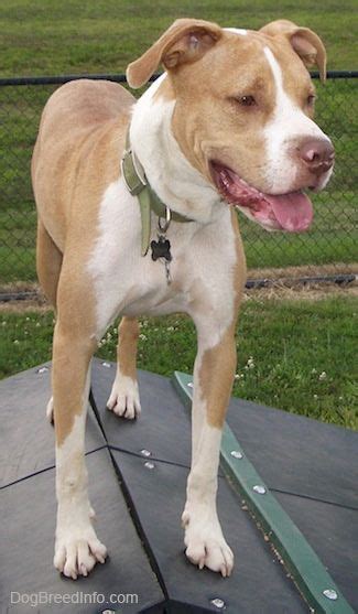 labrabull dog breed information  pictures canii love pinterest