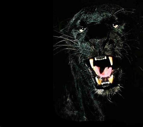 Macan Kumbang Black Panther Background 1080x960 Download Hd