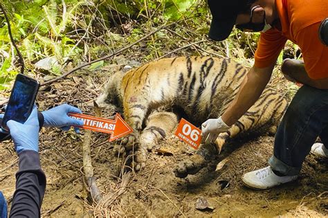 3 Endangered Sumatran Tigers Found Dead In Indonesia Ap News