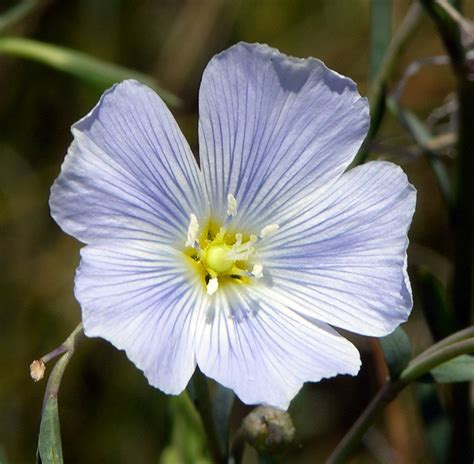 Linum Lewisii Blue Flax Don Flickr