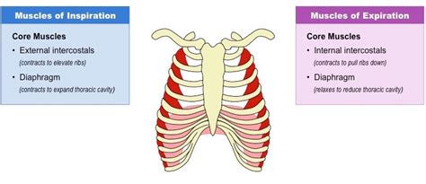 Respiratory System Structures And Functions Pt Skills