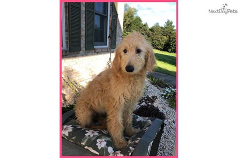 £935 for non kc registered dogs. Lulu F1b: Goldendoodle puppy for sale near Harrisburg ...