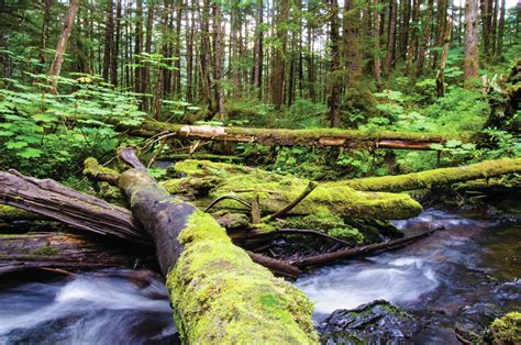 Alaska Journal Murkowski Adds Tongass Timber Roadless